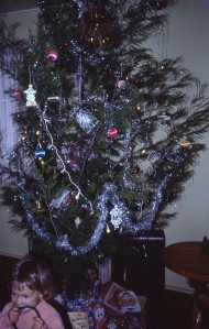 This year the Xmas tree was a casuarina.
